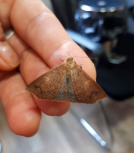 Mariposa encontrada no dia 12 de Outubro de 2020